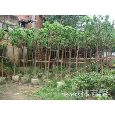 園林綠化工程 景觀工程 設計 施工及供應苗木 黃花槐 移植苗